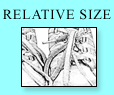 relative size